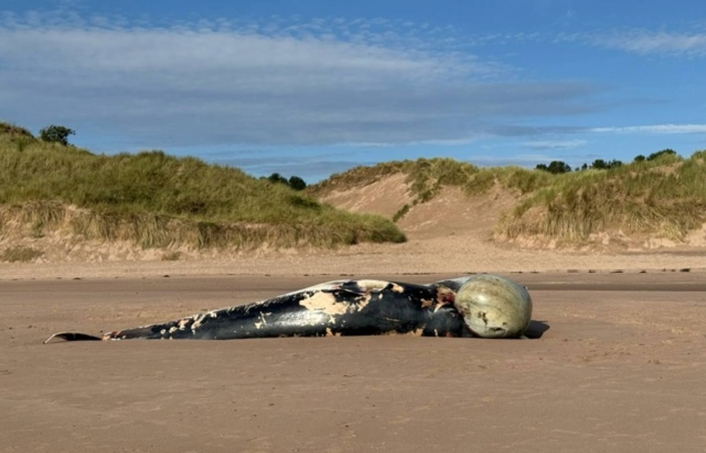 Warning Issued After Whale Carcass Washes Up On Lunan Bay Angus Stv News