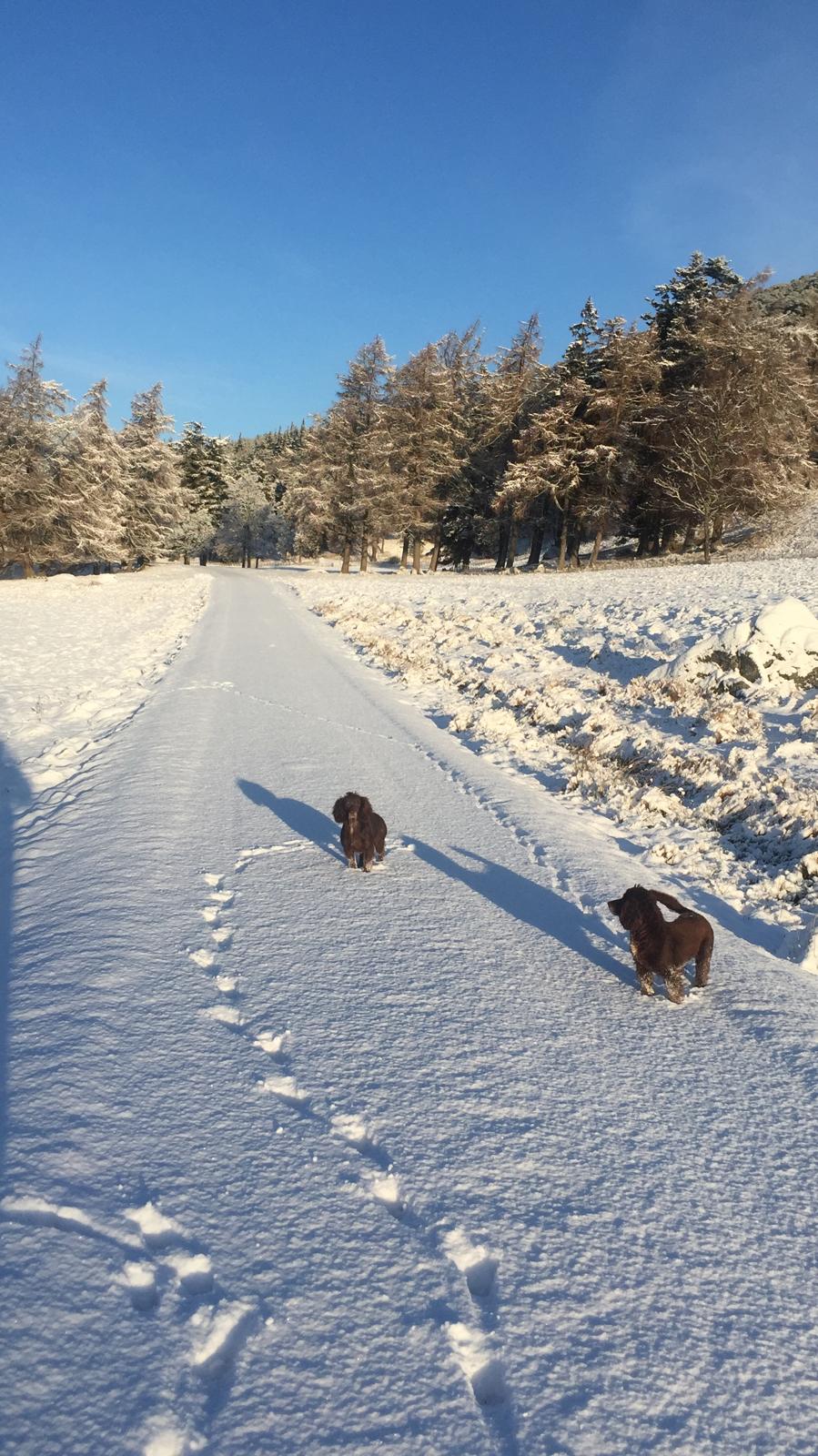 A snowy road in Braemar by GevaBlackett