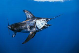Second ever Swordfish sighting in Scottish waters recorded