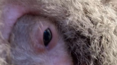 Adorable koala joey filmed peeking out of mother’s pouch