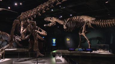 Tyrannosaur exhibition roars its way into National Museum