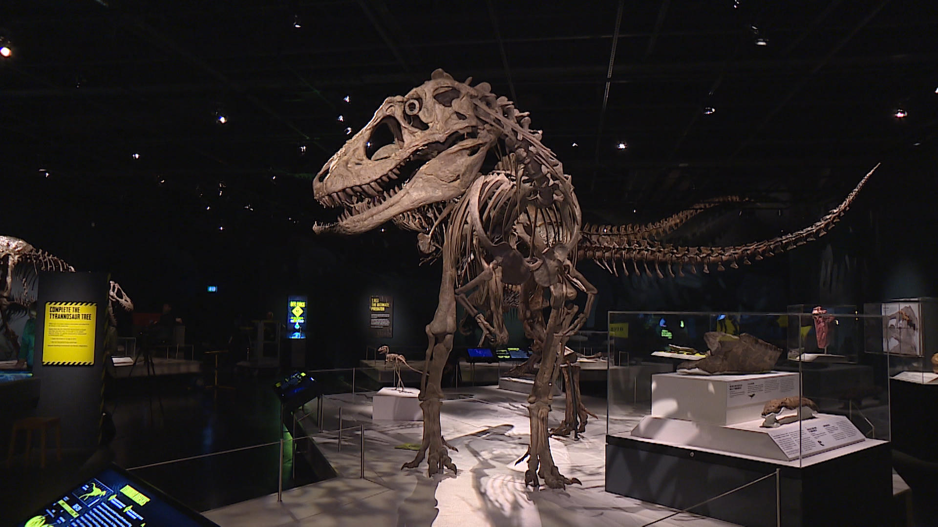 The exhibition will feature one of the largest T-rex skeletons in the world.