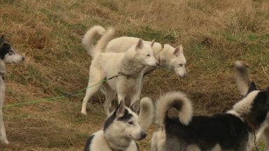 Huskies prepare for annual sled race in the Cairngorms