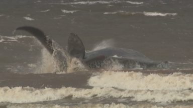 Sperm whale stranded close to shore of Moray Firth