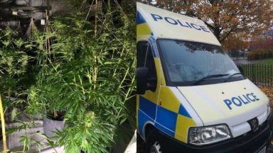 Cannabis farm worth tens of thousands seized by police