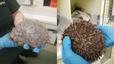 Bald hedgehog to return to wild after spines grow back in