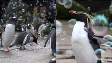 Penguin awareness day marked with bubbles at Edinburgh Zoo