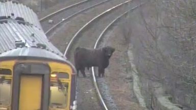 Holy cow! Trains disrupted after cattle gets onto track