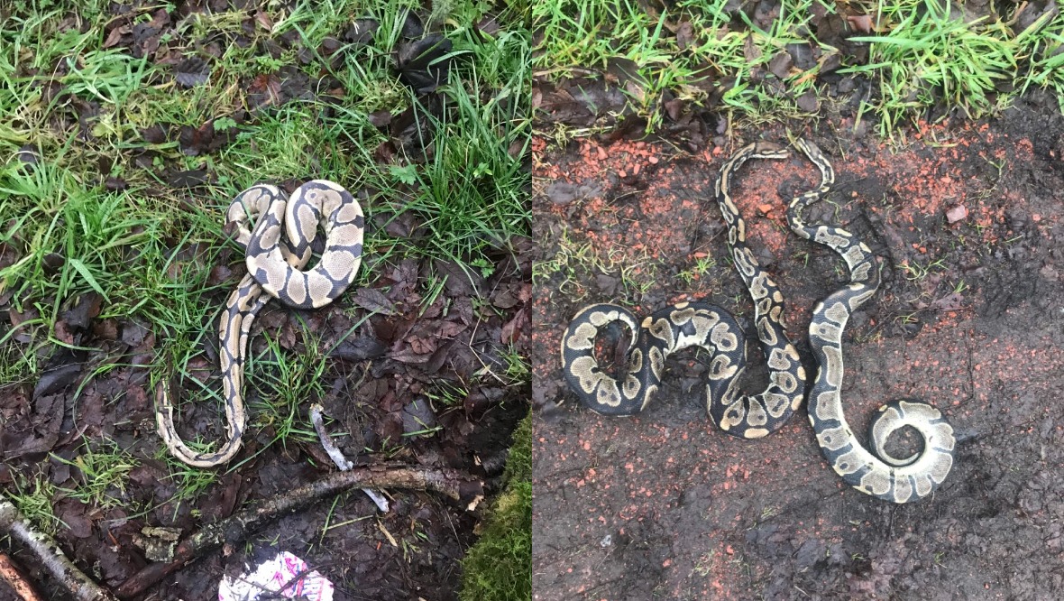 Three dead pythons and body of cat found in woodland