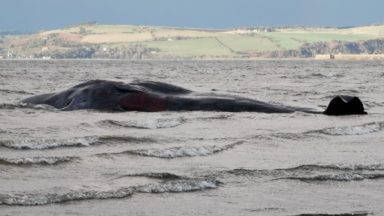 Sperm whale dies after becoming stranded in Moray Firth