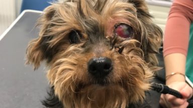 Dog with ‘serious eye’ condition found near car park