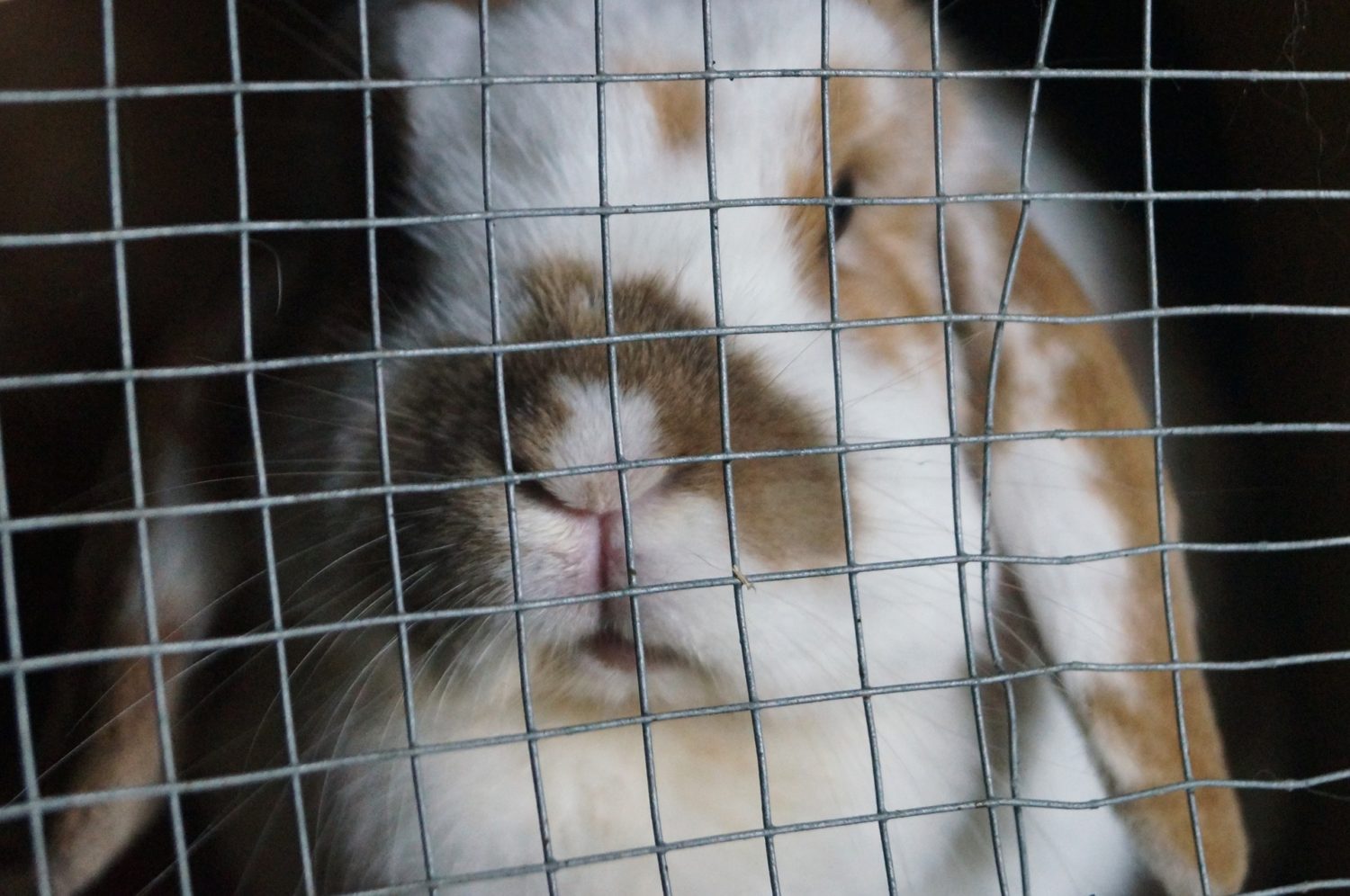 Rabbits badly burned after hutch deliberately set on fire