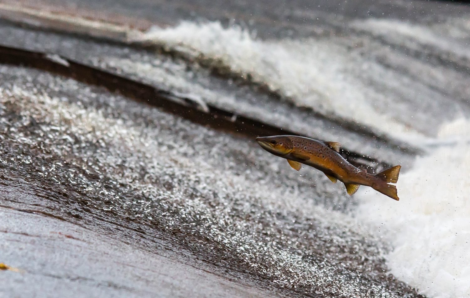 Salmon conservation ‘should be a national priority’