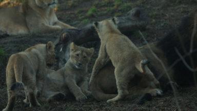 Mane attraction: Lion cubs settle in to life in Edinburgh