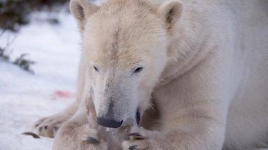 Polar Bear Day: Hamish and mum celebrate with icy treats