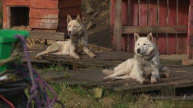 Snow-go: Sled-dog business to close after 20 years