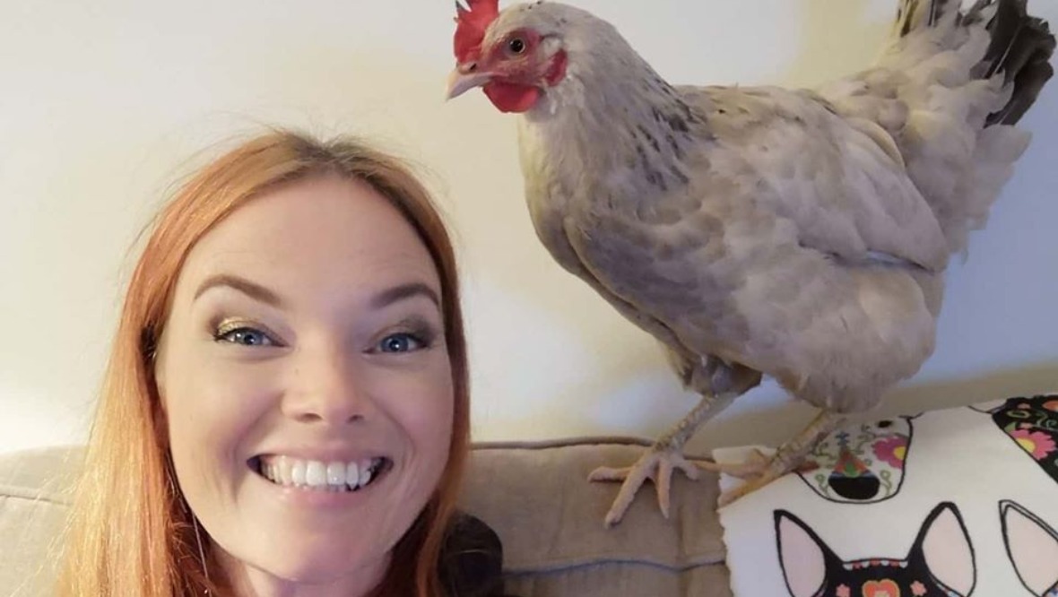 Here’s what happened to the chicken that crossed the road