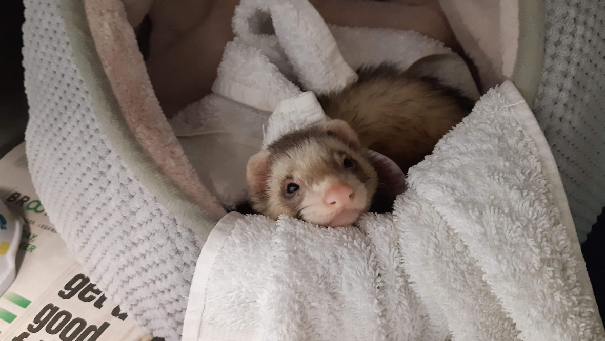 ‘Scared’ ferret abandoned on pet shop counter in shoebox