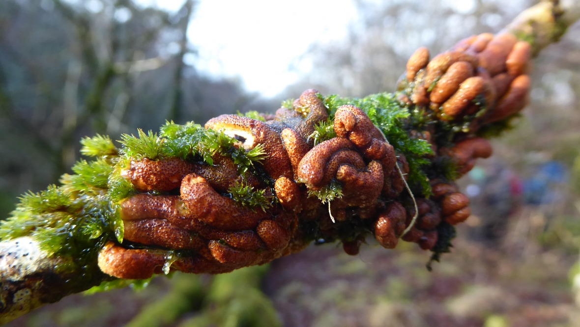 Hazel glove: The fungus was discovered at Dunollie Wood.