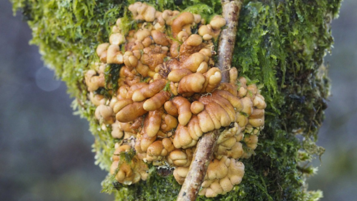 Dunollie Wood: Hazel glove is an indicator of 'high quality temperate rainforest'.