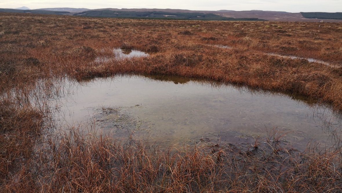 Bog: The Caithness peatland stretches over 200,000 hectares.