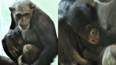 Meet Masindi: Edinburgh Zoo names newborn chimpanzee