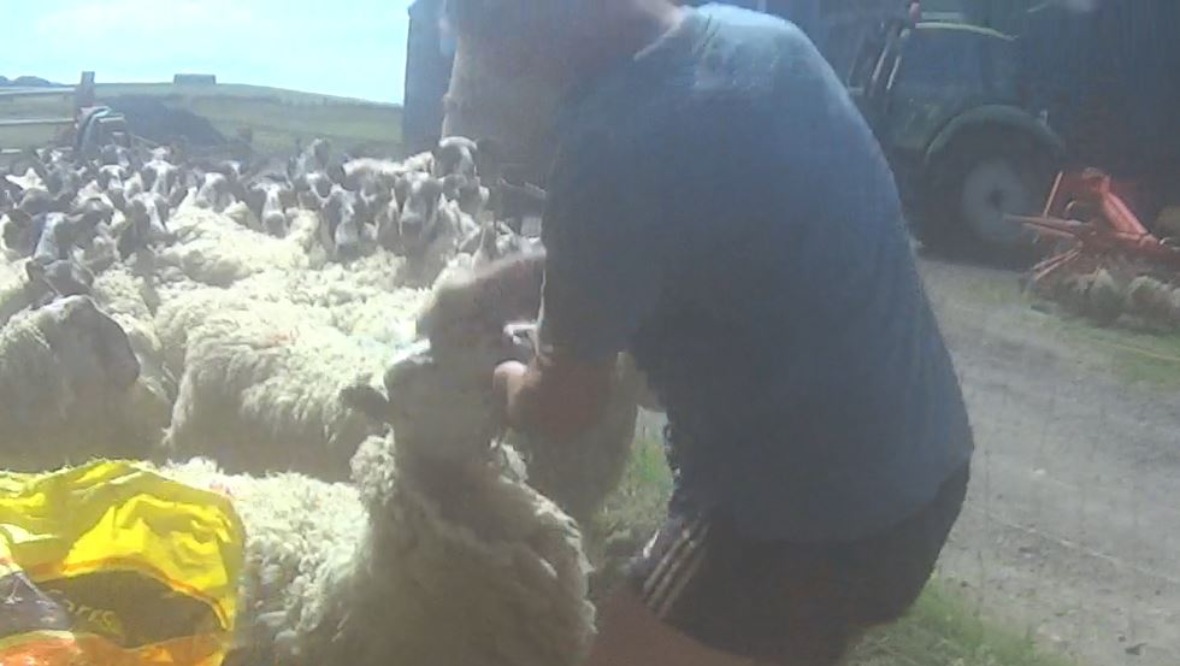 Farmer caught abusing sheep by undercover officer