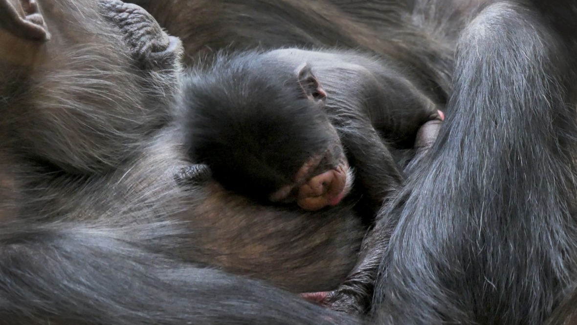 Endangered Western chimpanzee born at Edinburgh Zoo