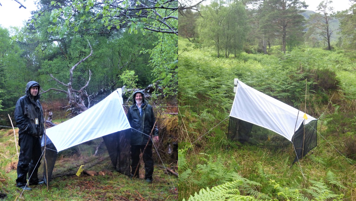 Pine forest: The insects were caught in a trap in 2018.