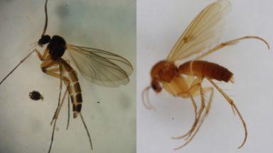 Gnats a first: Rare insects discovered in pine forest