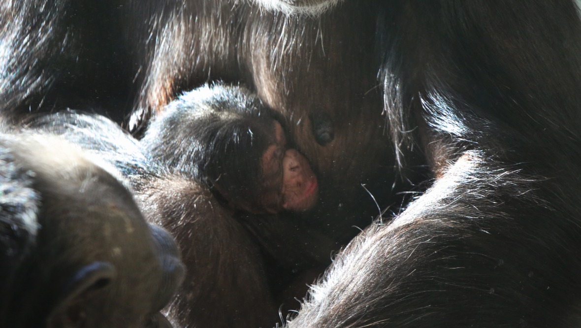 The baby chimpanzee will be named by the public.