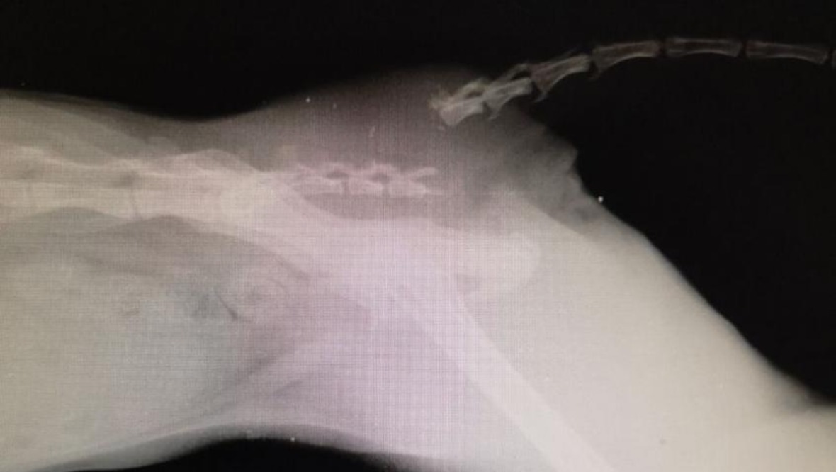 Broken tail: Cats in the area have suffered similar injuries.