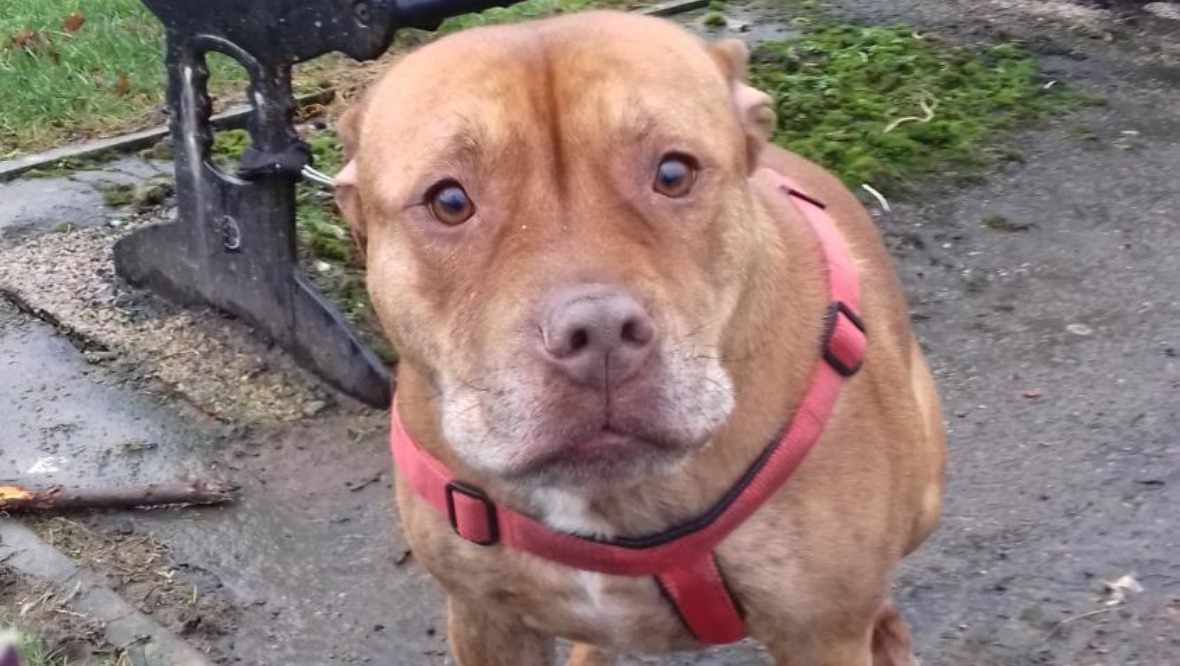 Dog found tied to park bench ‘shaking and in distress’