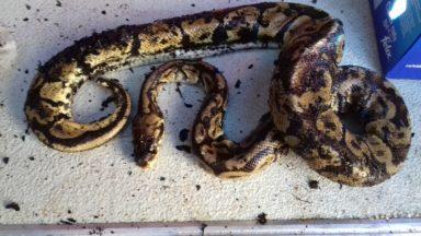 Neglected snake found dead inside bag dumped on beach
