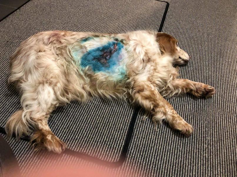 Walker mauled by dog as she tried to save her pet in park