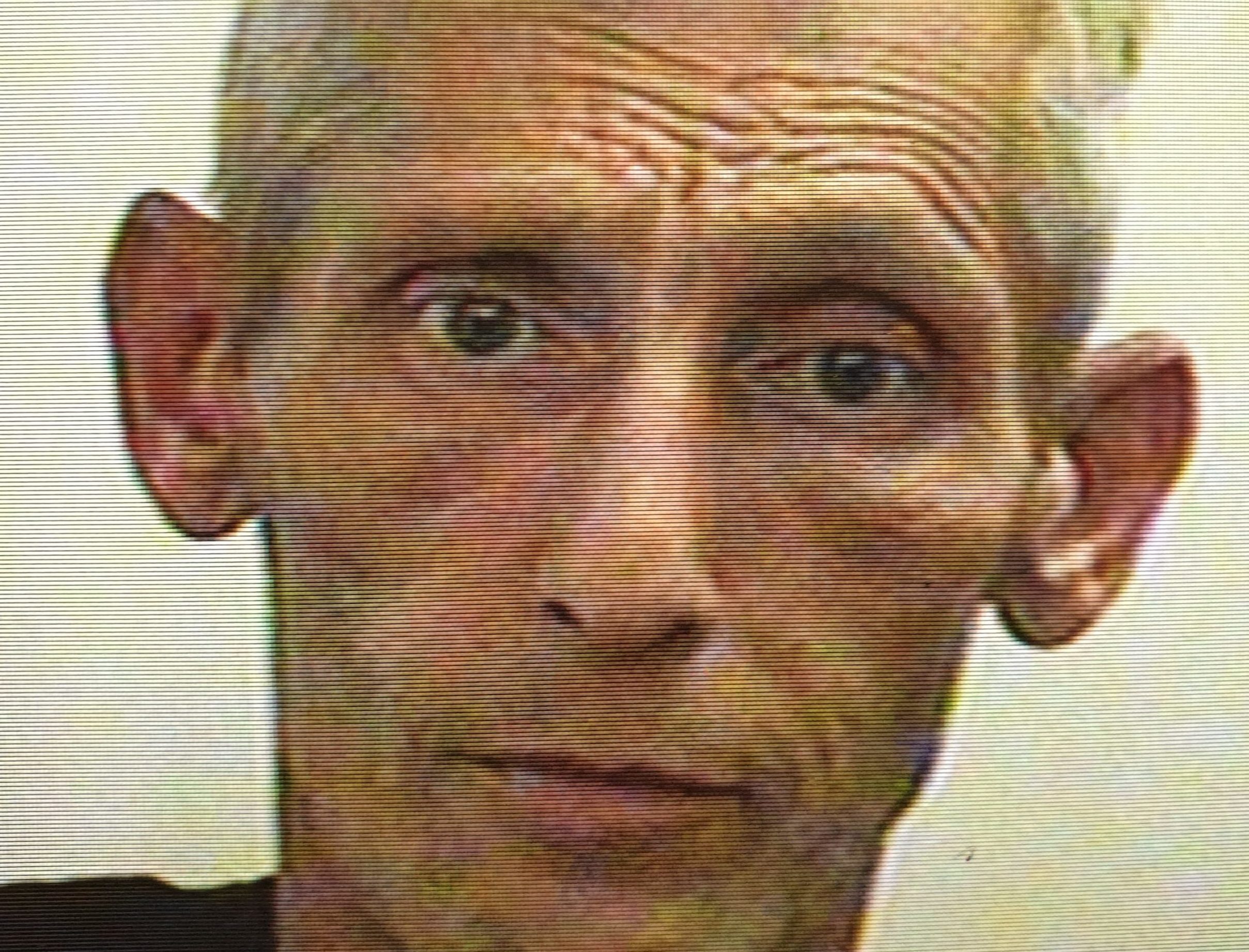 Search continues for missing man last seen six days ago | STV News