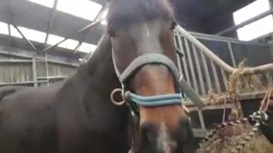 Horses get pamper treatments while separated from owners