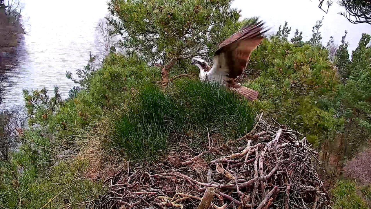 First osprey of the season arrives at Scottish nesting site