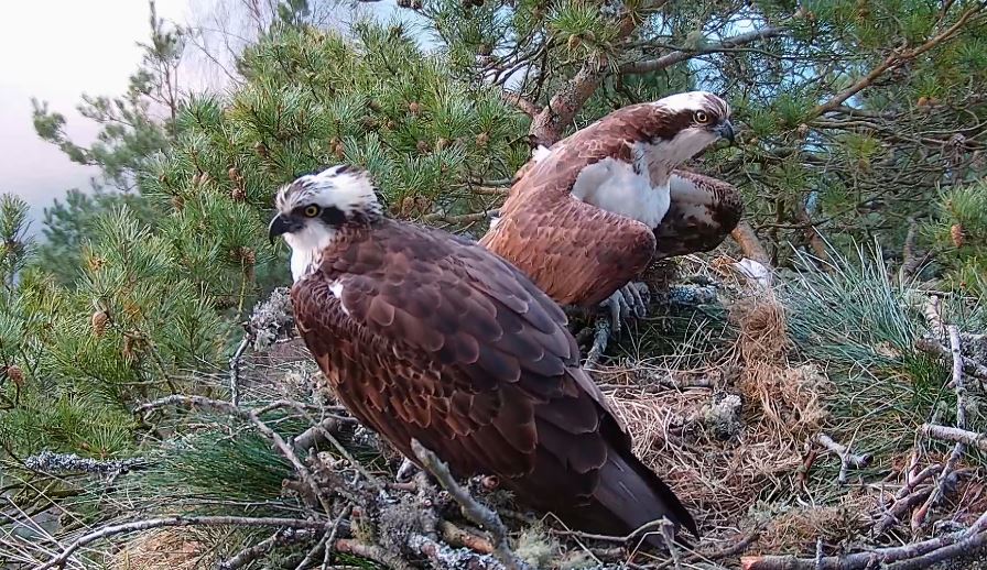 Scottish Wildlife Trust: Male osprey on the nest with the new female.