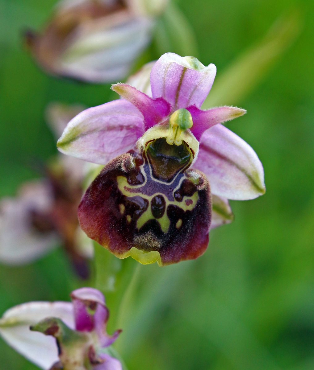 Beautiful: Bee orchids have been found in Scotland.