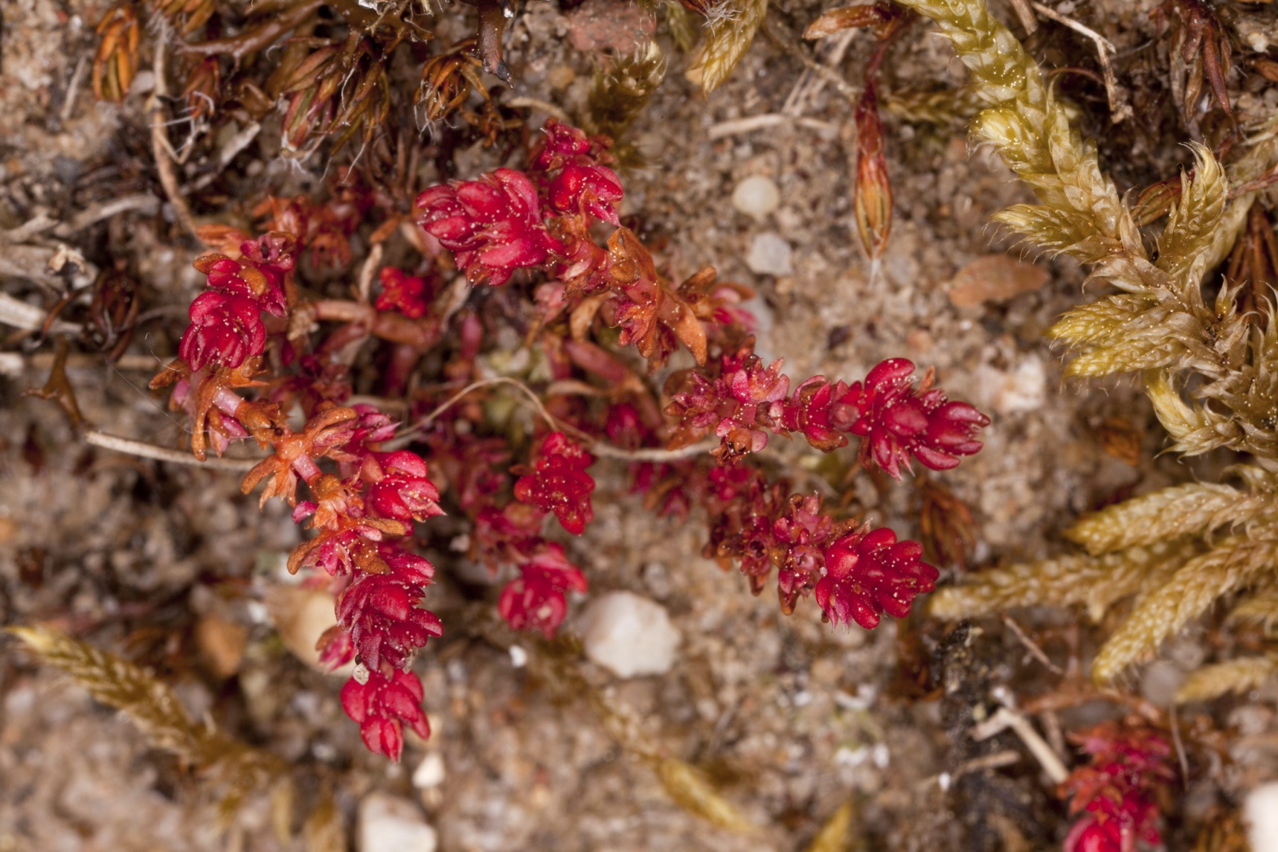 Mossy stonecrop: The succulent is spreading to sandy habitats in Scotland.