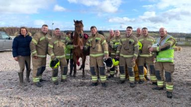 Ace job: Horse saved by fire crews after toppling in storm