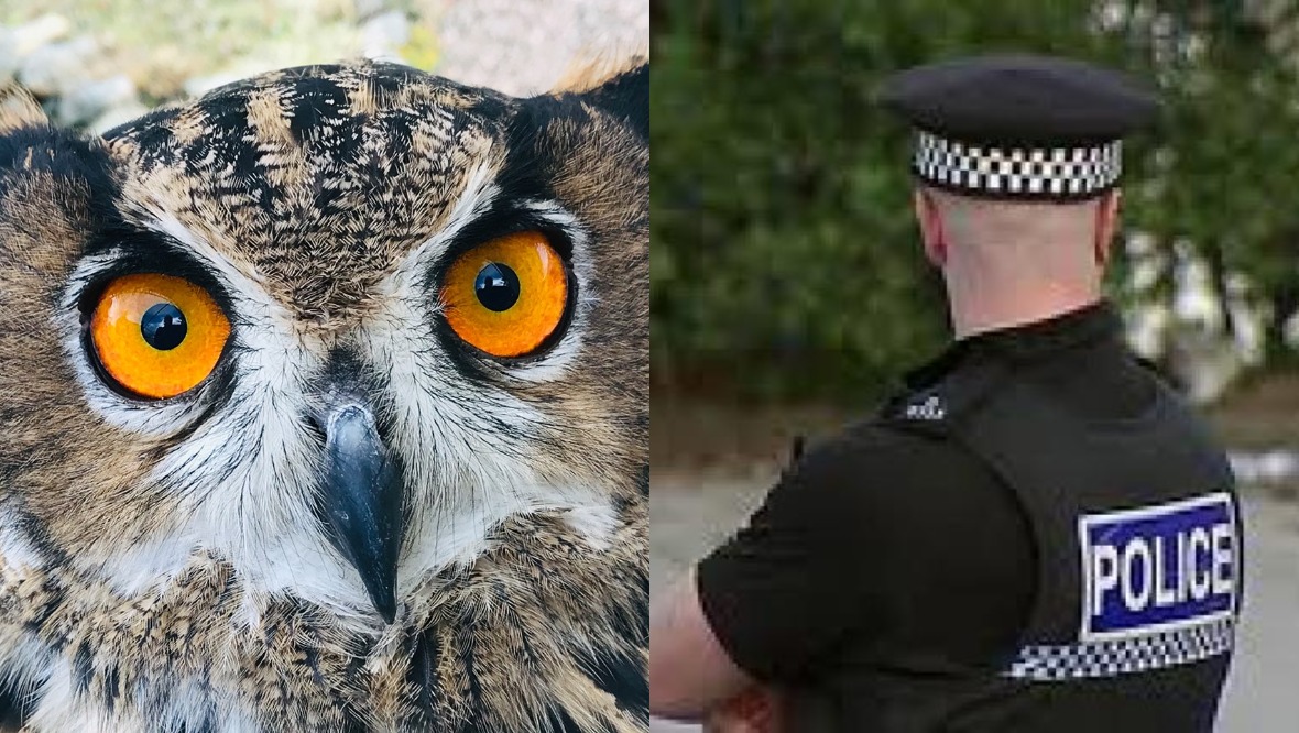 Owl stolen from rescue centre leaving mate ‘crying all night’