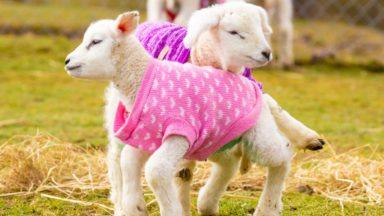 Newborn lambs kitted out in woolly winter warmers