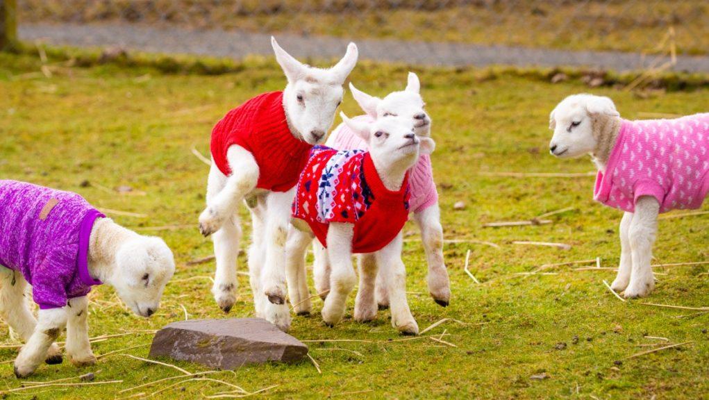 Newborn lambs kitted out in woolly winter warmers STV News