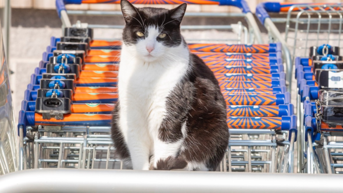 Super shopper: Ollie lives next door to the store.