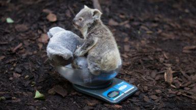It’s a girl: Baby koala thriving at Edinburgh Zoo