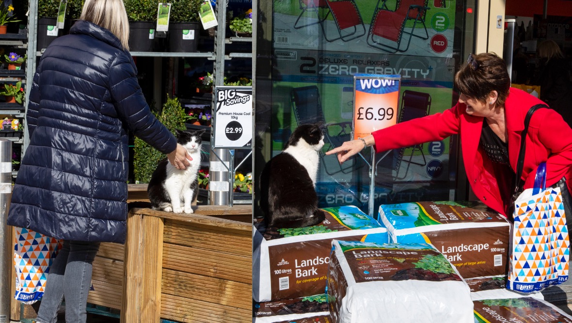 Friendly neighbourhood cat: Shoppers greeting Ollie outside the B&M store.