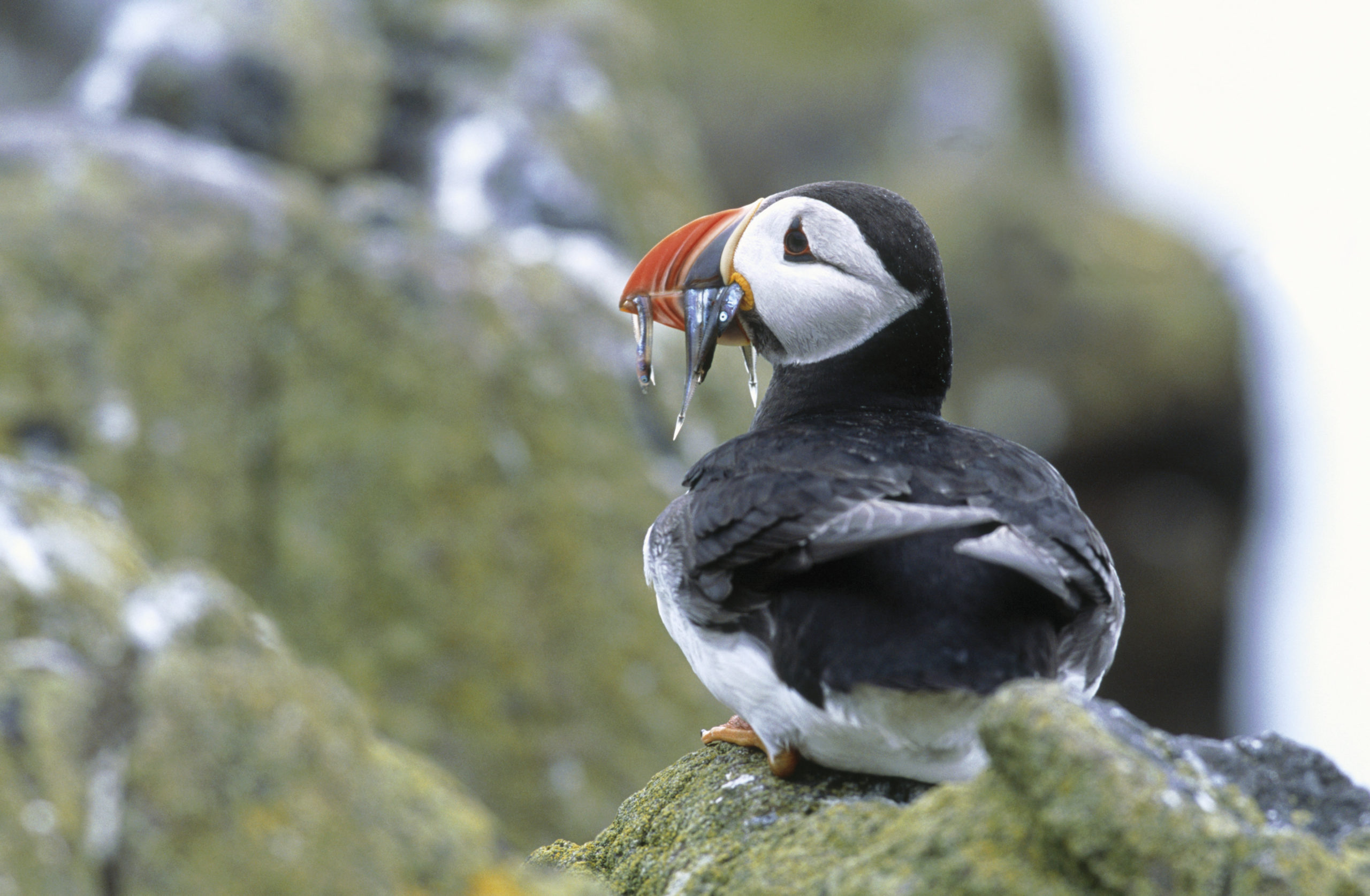 A puffin fratercula arctica at the Isle of May National Nature reserve, June 2001 (Andy Hay/RSPB)