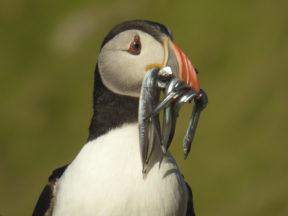 Scientists need your puffin pictures to help save the species